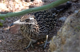 Geococcyx californianus - Greater Roadrunner