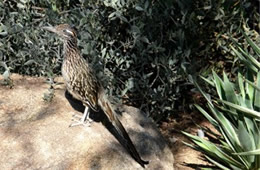 Geococcyx californianus - Greater Roadrunner