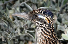 Geococcyx californianus - Greater Roadrunner