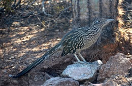 Geococcyx californianus - Greater Roadrunner