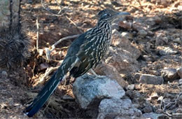 Geococcyx californianus - Greater Roadrunner