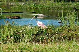 Platalea ajaja - Roseate Spoonbill