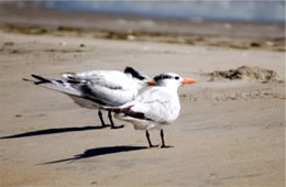 Sterna maxima - Royal Tern