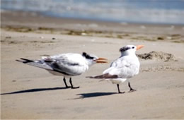 Sterna maxima - Royal Tern