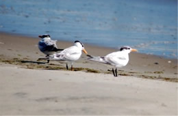 Sterna maxima - Royal Tern