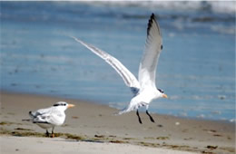 Sterna maxima - Royal Tern