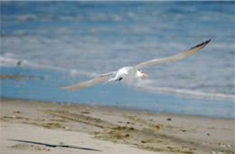 Sterna maxima - Royal Tern