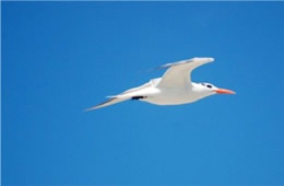 Sterna maxima - Royal Tern