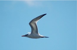 Sterna maxima - Royal Tern