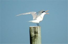 Sterna maxima - Royal Tern