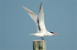 Sterna maxima - Royal Tern