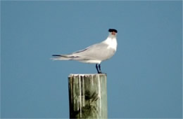 Sterna maxima - Royal Tern