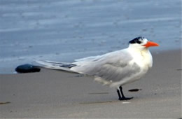 Sterna maxima - Royal Tern