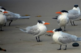 Sterna maxima - Royal Tern