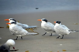 Sterna maxima - Royal Tern