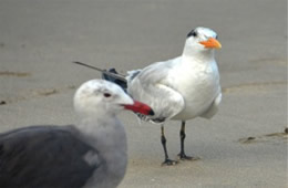 Sterna maxima - Royal Tern