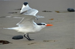 Sterna maxima - Royal Tern