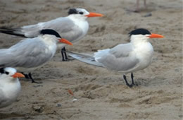 Sterna maxima - Royal Tern