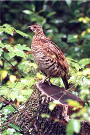 ruffled grouse