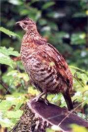 ruffled grouse