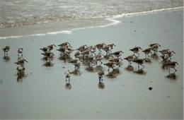 Sanderlings