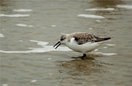 Sanderling