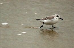 Sanderling