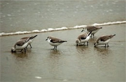 Sanderlings