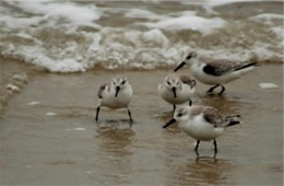 Sanderlings