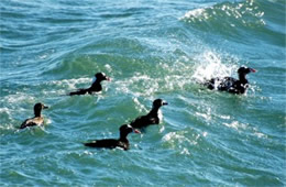 Melanitta perspicillata - Surf Scoter