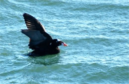 Melanitta perspicillata - Surf Scoter