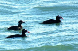 Melanitta perspicillata - Surf Scoter