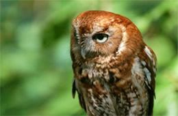 Megascops asio - Eastern Screech Owl