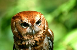 Megascops asio - Eastern Screech Owl