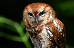 Megascops asio - Eastern Screech Owl