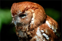 Megascops asio - Eastern Screech Owl