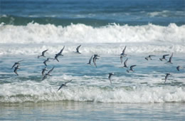 shore birds flying