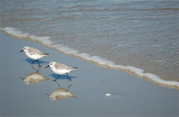 two shore birds