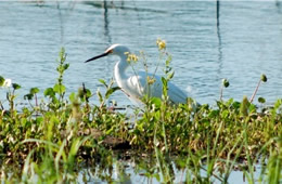 snowy egret