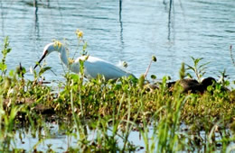 Egretta thula - Snowy Egret