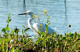 snowy egret