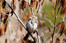 Melospiza melodia - Song Sparrow