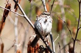 Melospiza melodia - Song Sparrow