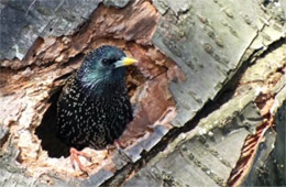 Sturnus vulgaris - European Starling