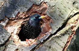 Sturnus vulgaris - European Starling