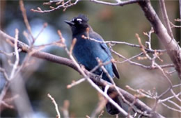 Cyanocitta stelleri - Steller's Jay