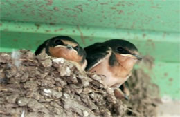 Swallow Chicks