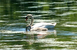 Cygnus olor - Mute Swan and Cygnet