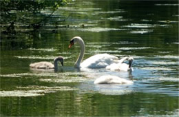 Cygnus olor - Mute Swan and Cygnets