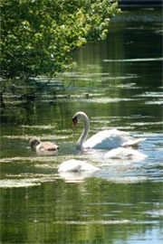 Cygnus olor - Mute Swan and Cygnets